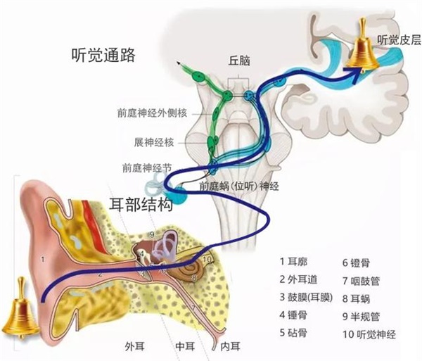 （一）、脑干听觉诱发电位（BAEP）