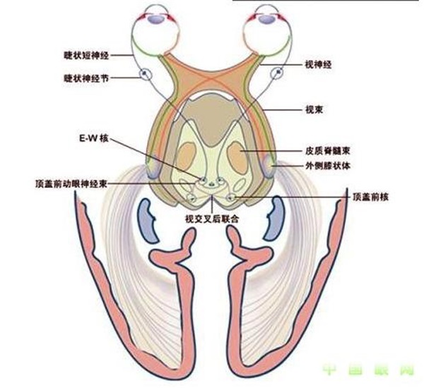 （二）、视觉诱发电位（VEP）